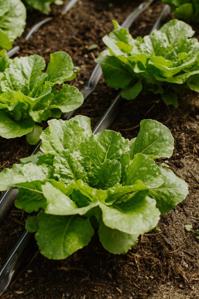 Lettuces planted on the soil