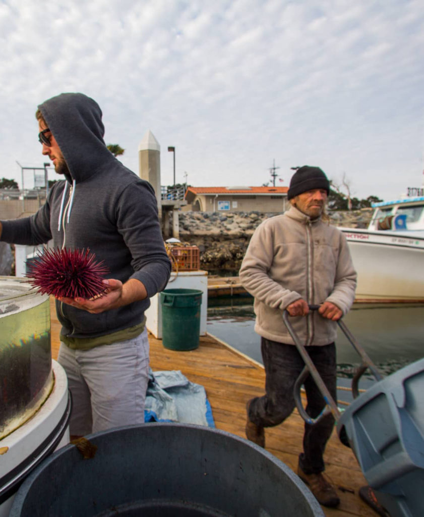 Two men working on the fish pier, one holding a sea urchin and one pushing a big pale